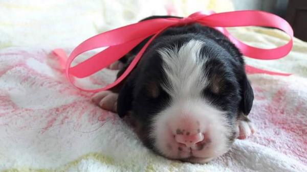 Щенки Бернского зенненхунда